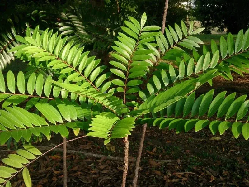 Eurycoma longifolia, the Tongkat Ali plant used in AlphaSteel