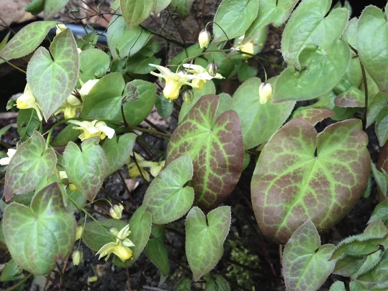 Horny goat weed foliage in the wild, botanical source for icariin