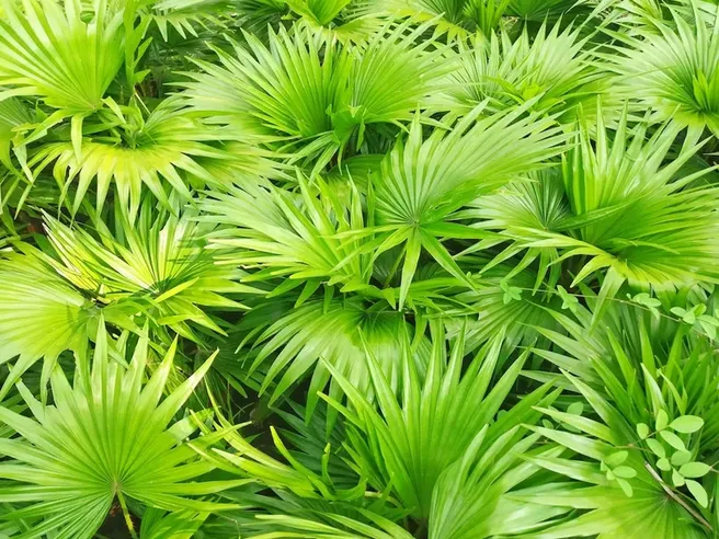 Saw palmetto fronds, source of the Serenoa repens berry extract in AlphaSteel